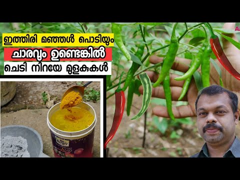 ഇത്തിരി മഞ്ഞൾ പൊടിയും ചാരവും ഉണ്ടെങ്കിൽ പച്ചമുളക് ചെടിയിൽ നിറയെ മുളകുകൾ | Pacha  Mulaku Krishi Tips