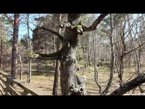 Senda del Vivero Forestal - M.N. Ojo Guareña