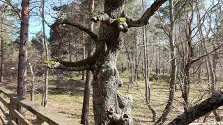Senda del Vivero Forestal - M.N. Ojo Guareña