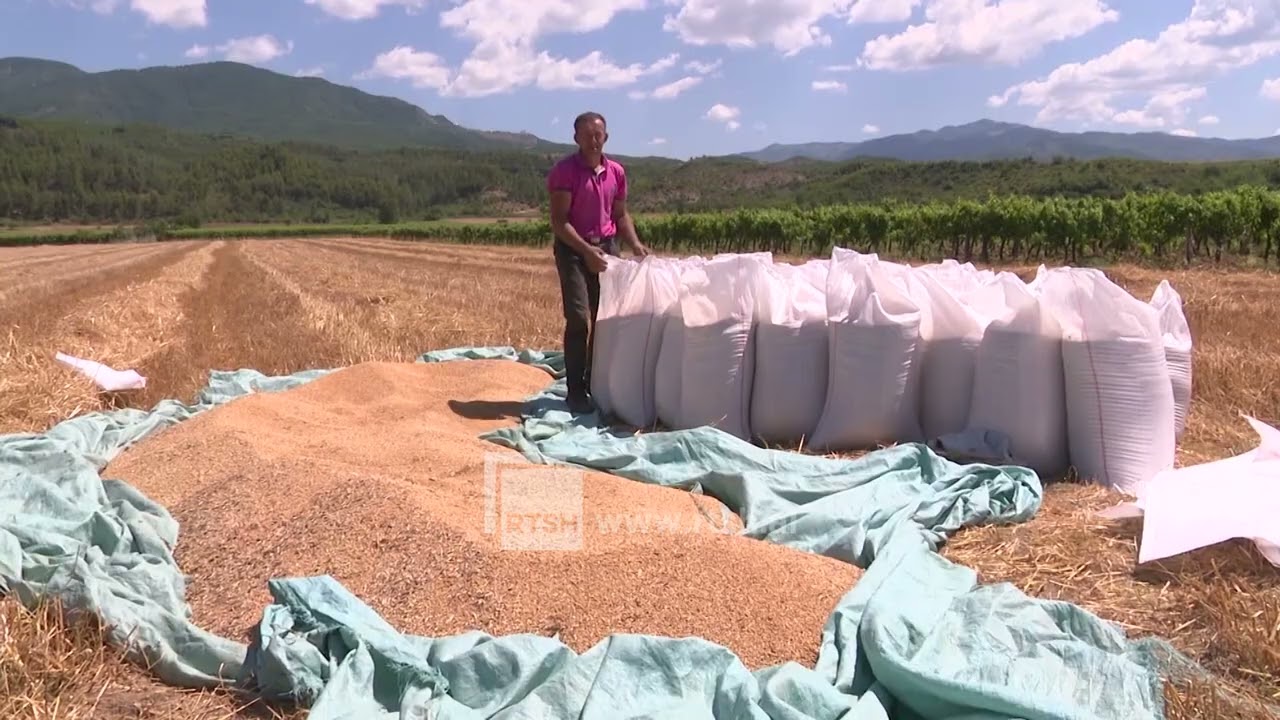 Korrja e grurit në Përmet, fermerët vlerësojnë një sezon të mbarë