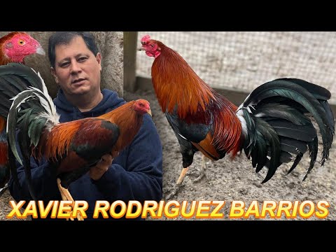 Tennessee Xavier Rodriguez Barrios Sweater Asil Chilango's Farm | Beautiful Birds