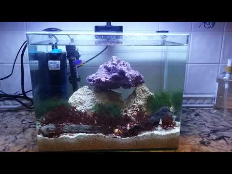 5 Gallon Saltwater Aquarium With Azure Damselfish