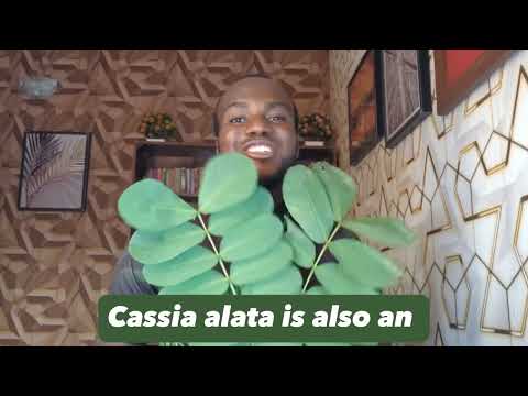 Medicinal values of Cassia alata