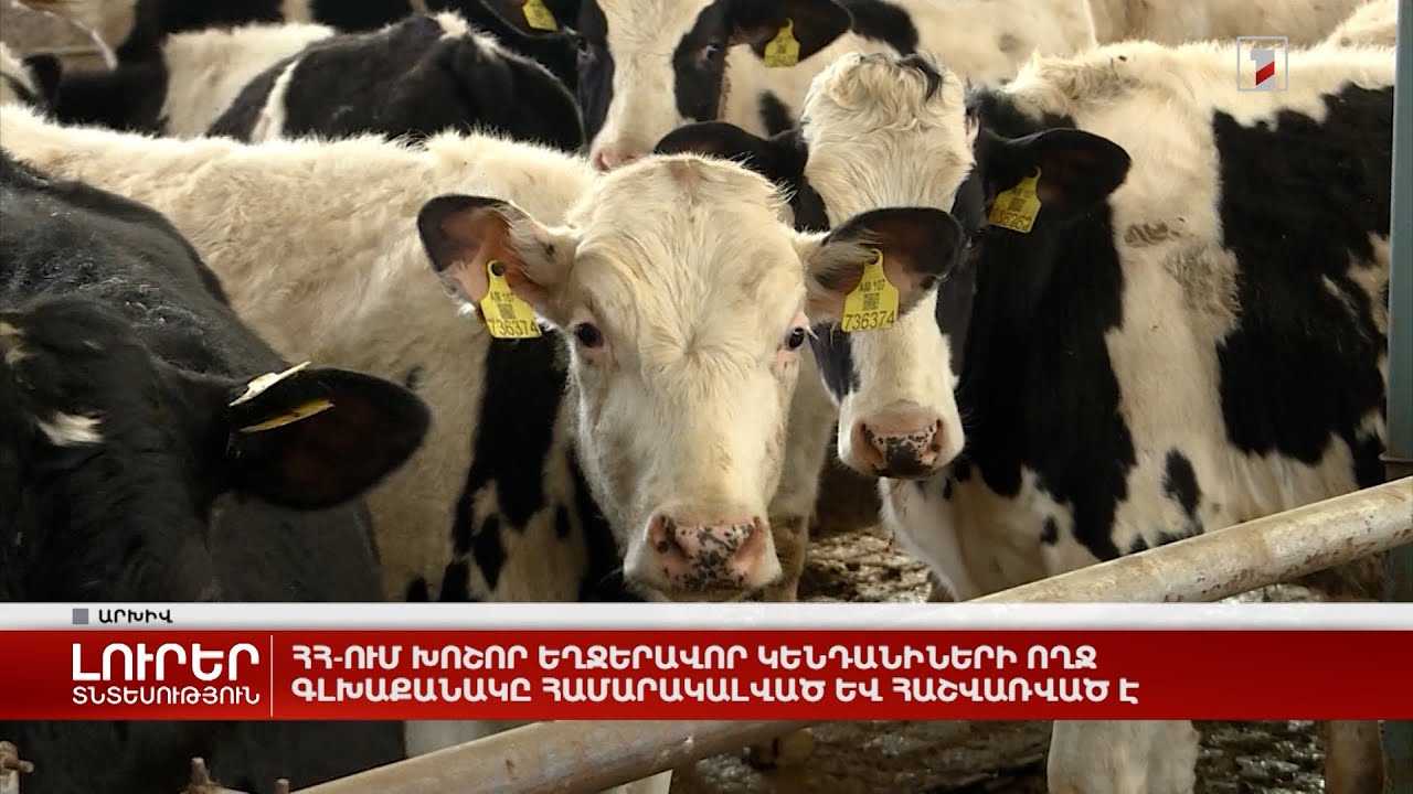 ՀՀ-ում խոշոր եղջերավոր կենդանիների ողջ գլխաքանակը համարակալված և հաշվառված է