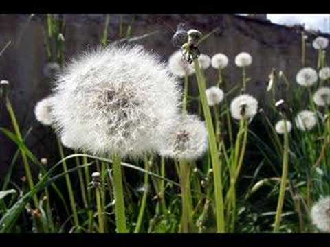 Adda ft. Teasta- Minti murdare facute praf