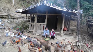 The pigsty and chicken coop are finished. Robert is about to move the pigs home. Green forest life 