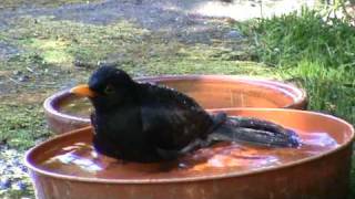 Blackbird bird bath splash