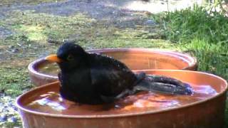 Blackbird bird bath splash