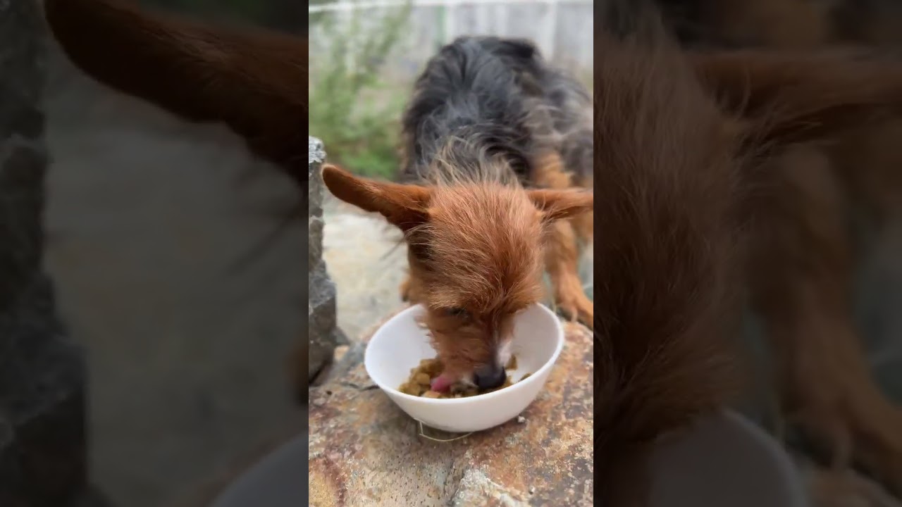 B-Roll Biscotti chows down