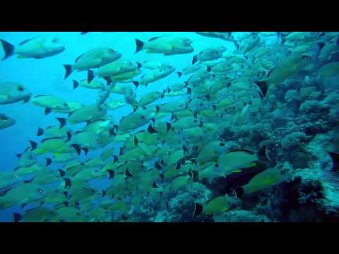 GoPro Wild Mustangs   A Legacy in 4K