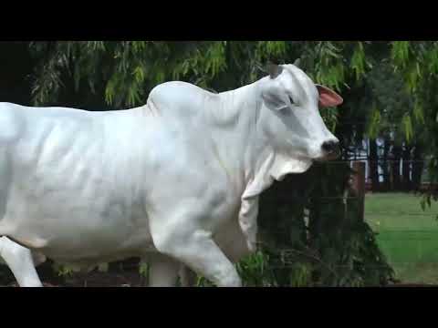 BACANA3294/19 TE CACHOEIRA 2C