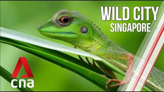 Singapore's Wild Islands | Wild City | Full Episode