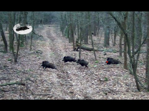Wild boar driven hunting best moments - shots complilation