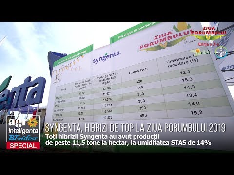 Syngenta, locul 1 în categoria celor mai cultivați hibrizi de porumb