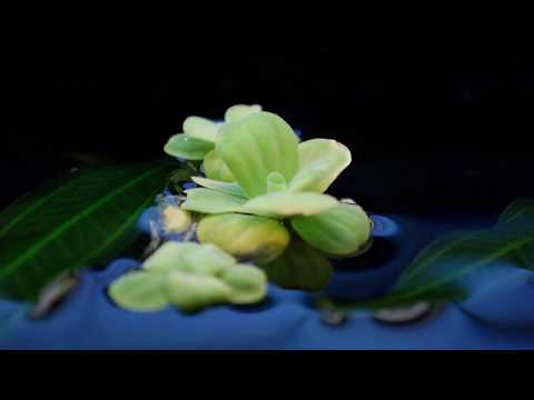 Bèo dạt mây trôi - Anh Khang ft. Quang thắng