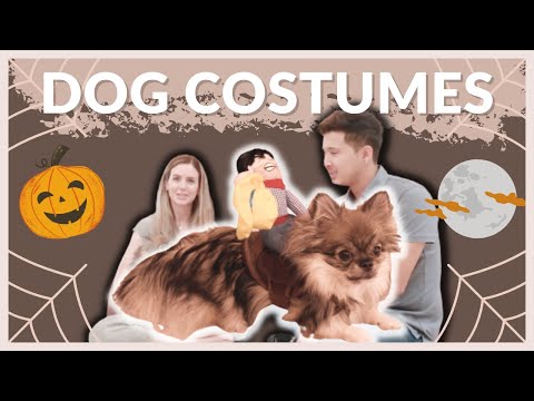 BEST AMAZON HALLOWEEN COSTUMES for Dogs 🎃👻
