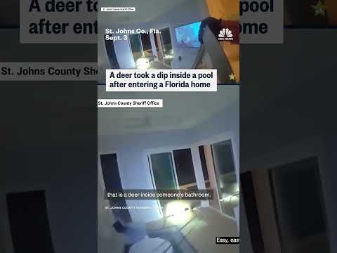 Deer takes a swim after entering Florida home