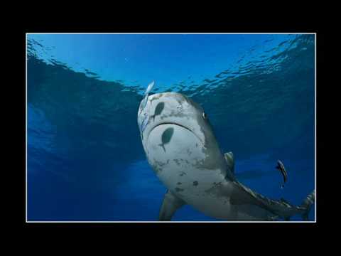 Brian Skerry Ted Talk
