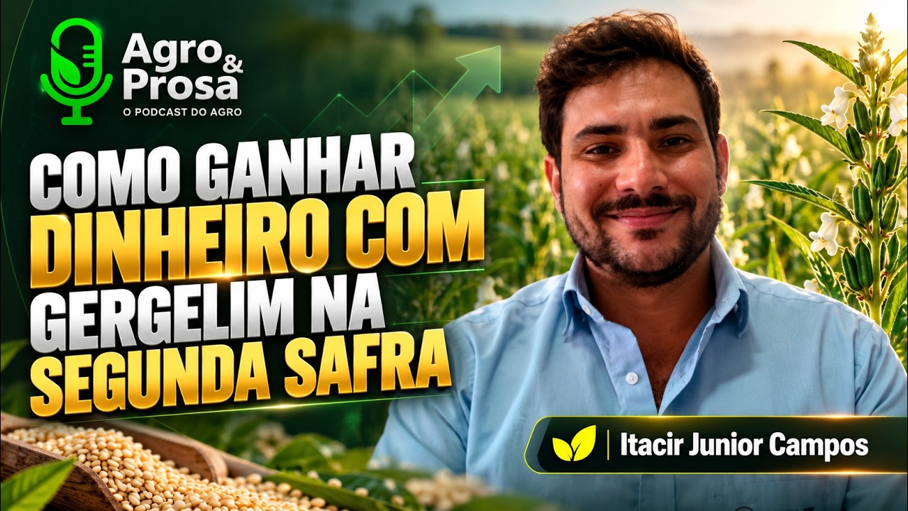 Gergelim ganha espaço como alternativa na segunda safra