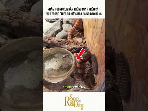 NHẦM TƯỞNG CON RẮN THÔNG MINH TRỘN CÁT VÀO TRONG CHIẾC TÔ NƯỚC HOÁ RA NÓ ĐÀO HANG