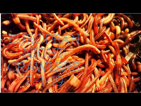 European Night Crawlers 2-1-19