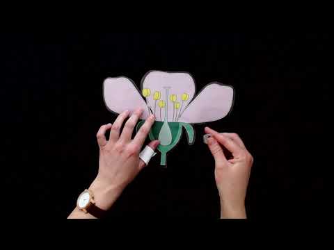 Durch die BLUME: Aufbau einer Blüte