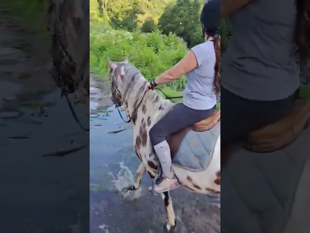Hongre Appaloosa Fondation PP ApHC