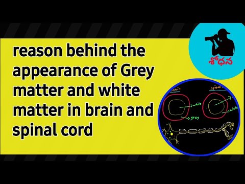 grey matter and white matter in brain and spinal cord /CTET