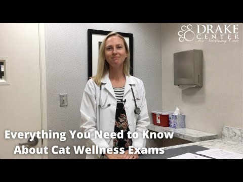 Everything You Need to Know About Cat Wellness Exams