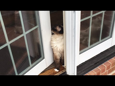 Ragdoll Cats Caymus and Murphy + German Shepherd Parker - Floppycats