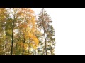 Júrame - Al Caiola