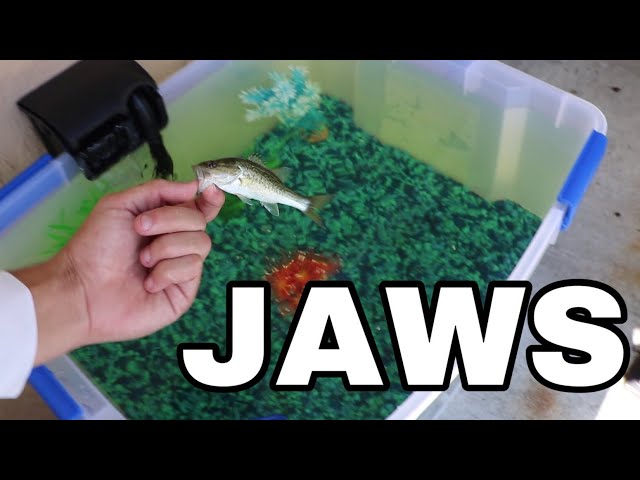 HOME MADE Bait TANK FOR JAWS!!
