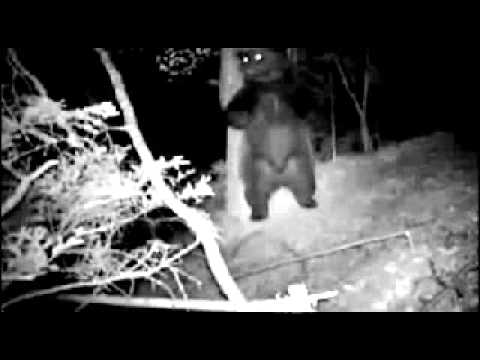 AMPS (feat. Újonc) - Zorall gyerek