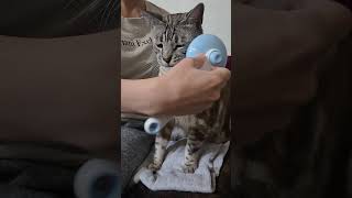 Handsome Princey 🙊#foryou #cat #bengalcat #cute #catlovers #animallovers #shorts #viral