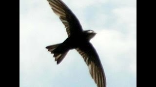 Download lagu Suara Panggil Walet RHN GJ T3. (durasi asli nya). mp3