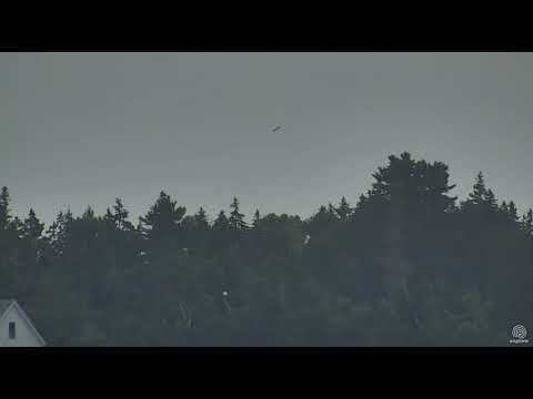 Steve and Rachel chasing away someone( Juvie eagle?). Hog Island Ospreys. 10.12 / 26 July 2018