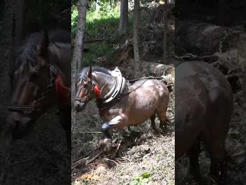 Zaglavila #loging #drafthorses #horse #vilage #mountains
