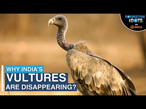 Why India's Vultures Are Disappearing: The Veterinary Drugs Impact Explained | Connecting The Dots