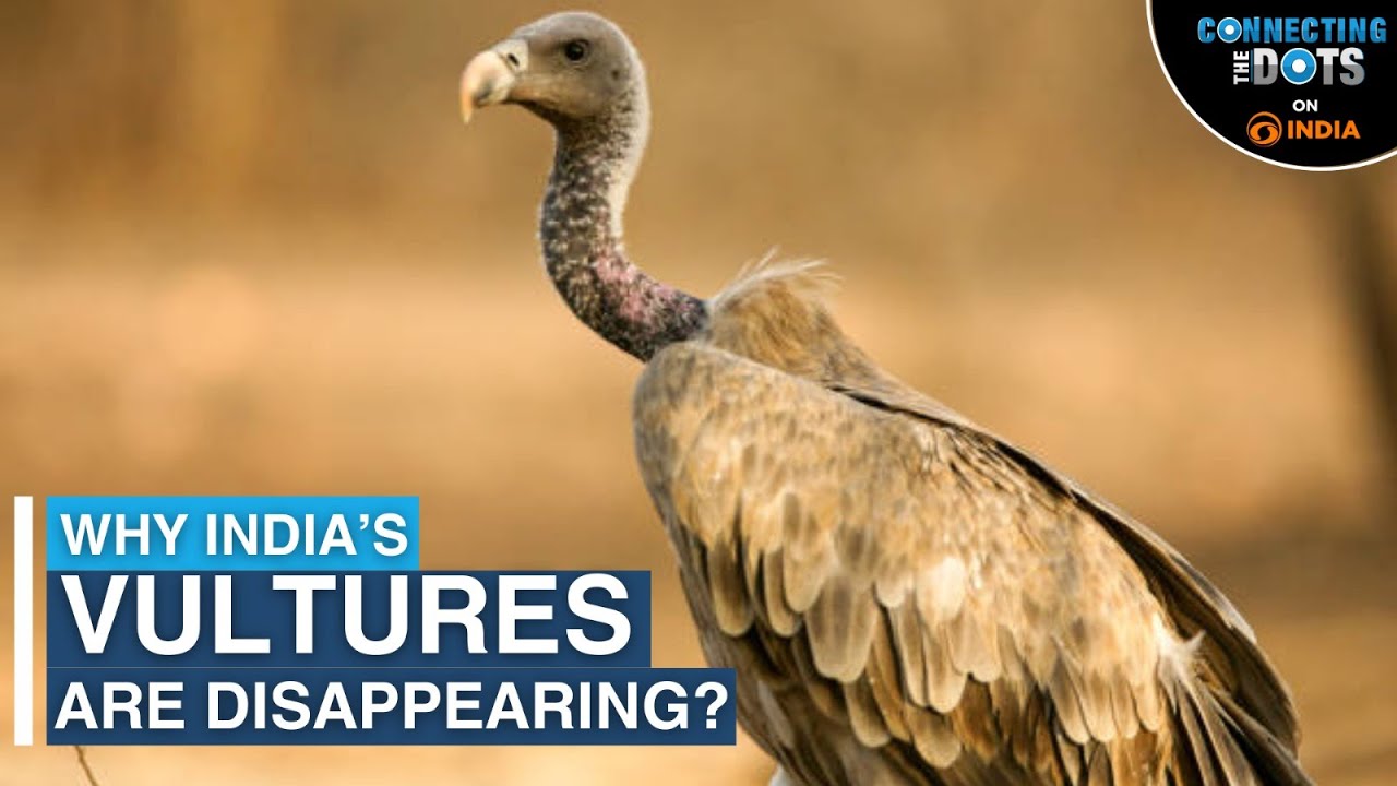 Why India's Vultures Are Disappearing: The Veterinary Drugs Impact Explained | Connecting The Dots
