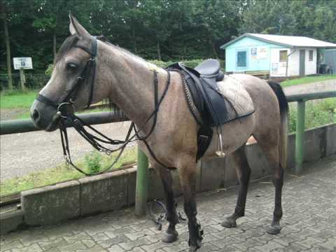 Mein Pferd Khalisa :)