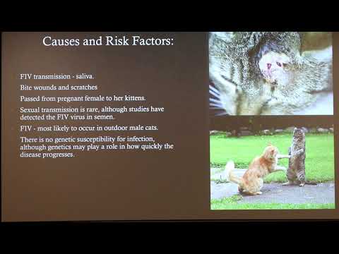 Feline Immunodeficiency Virus (FIV)