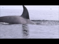 orca breaching right beside kayaker 