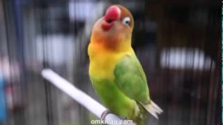 Download lagu Video terbaru konslet ngekek burung lovebird Kusumo via OmKicau Com mp3 Download lagu Video terbaru konslet ngekek burung lovebird Kusumo via OmKicau Com mp3