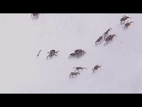 Northeast Tick Disease