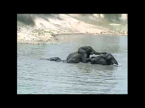 Elephant Pool Party at Djuma 12-22-11