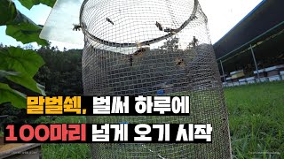 예상보다 일찍, 많이 오기 시작한 말벌 하루동안 잡아 봅시다