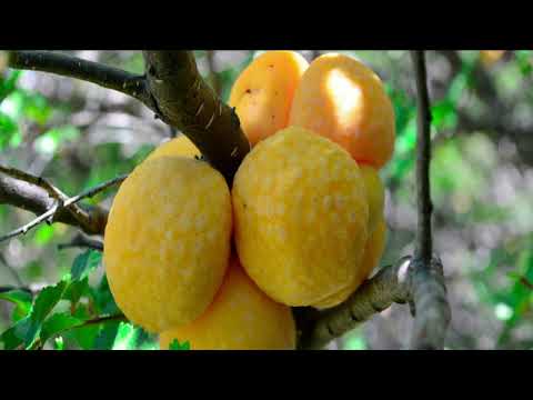 El Coihue   Nothofagus dombeyi