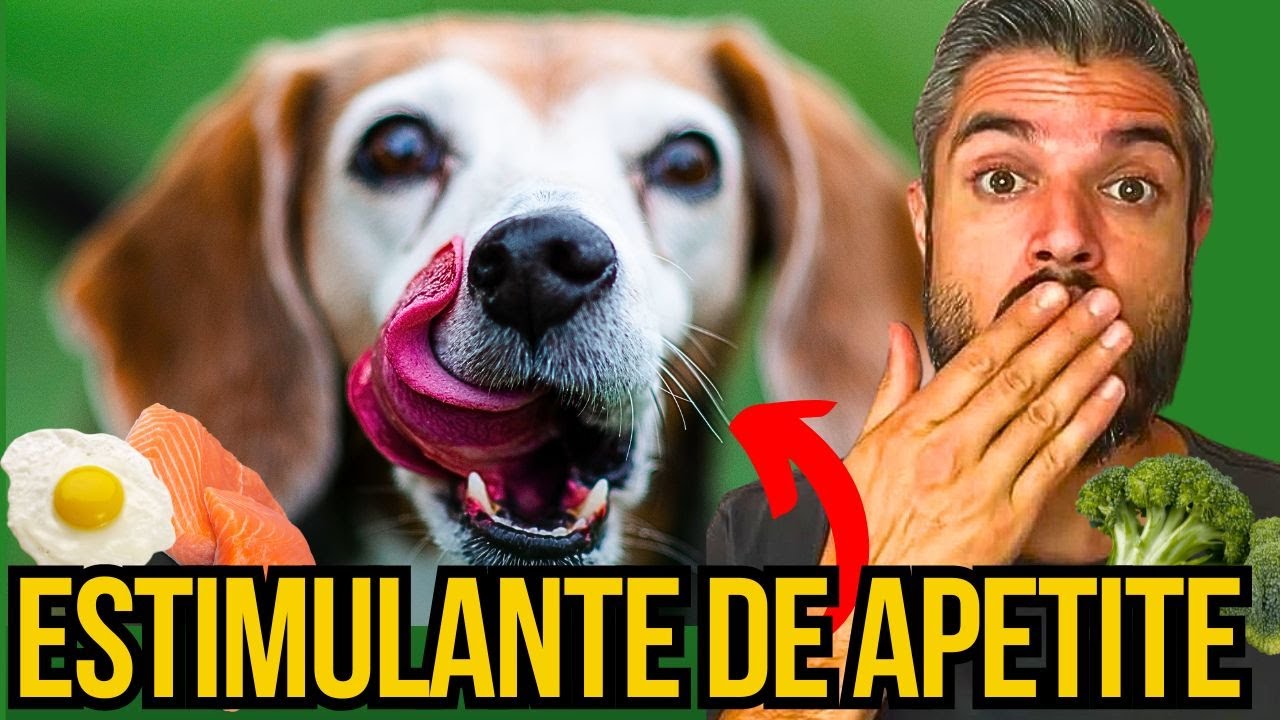 FONTE DE VITAMINAS ESTIMULANTES DE APETITE PARA CÃES COMO FAZER CACHORRO COMER COM VIT B NATURAL