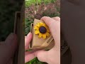 Sparkly Sunflower Necklace Unboxing A Gift That Gives Back Sunflowernecklace Beekind