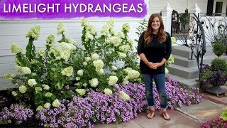Limelight Hydrangea Spotlight